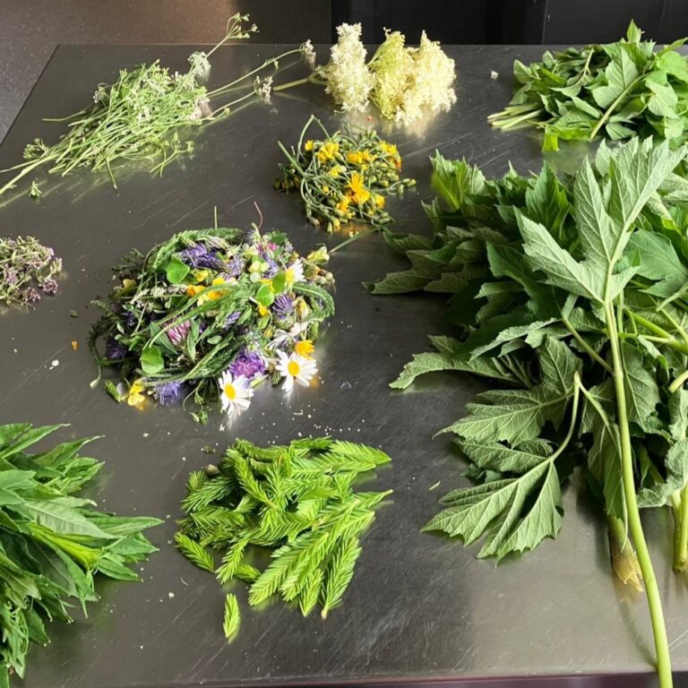 Wilde Kräuter und Blumen auf einem Tisch bei einer Wildpflanzen-Exkursion in der Natur